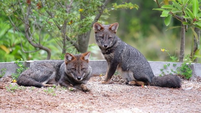 Comienzan elaboración de plan para proteger al Zorro de Darwin