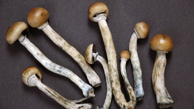 Campaña busca despenalizar venta y consumo de hongos psicodélicos