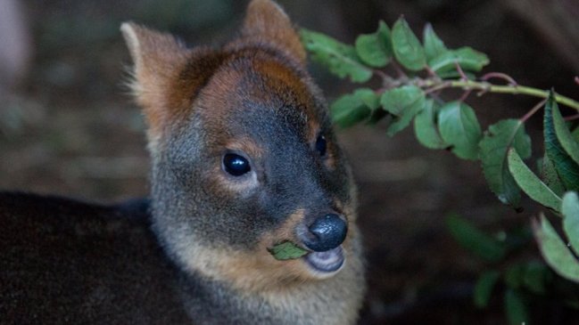Chiloé: Ataque de perros y atropellos encabezan causas de muerte del pudú