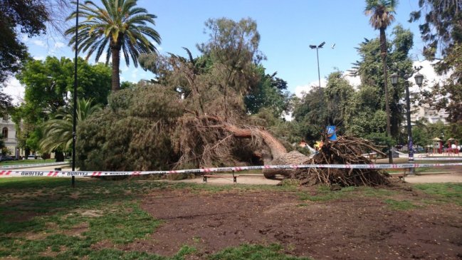 Caída de gran árbol provocó susto en Plaza Brasil
