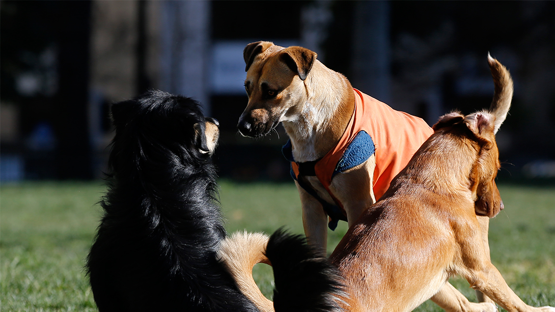 Denuncian matanza de perros en Barrio Inglés de Temuco