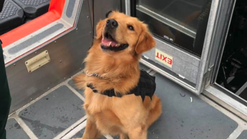 Perro antidrogas olfateó éxtasis y se intoxicó en EE.UU.