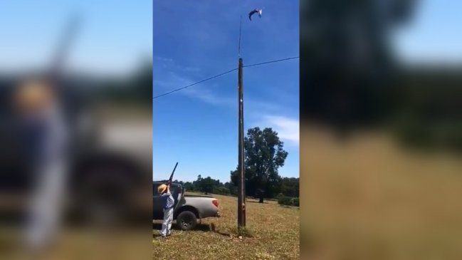 Agricultores de La Araucanía llegan armados a fundos en toma y bajan banderas mapuche
