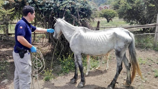 Investigan maltrato animal en Limache: 24 caballos en 