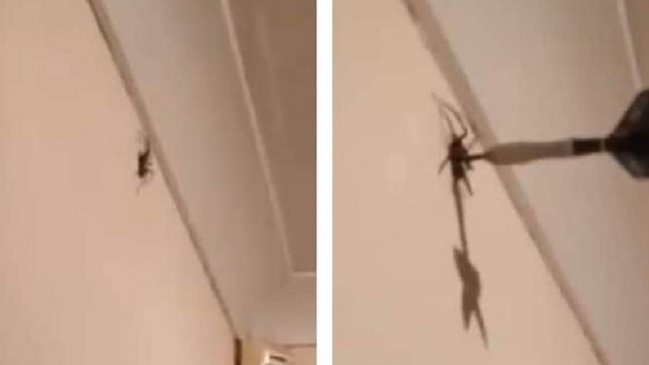Hombre mató a una araña con un dardo y ahora lo acusan de maltrato