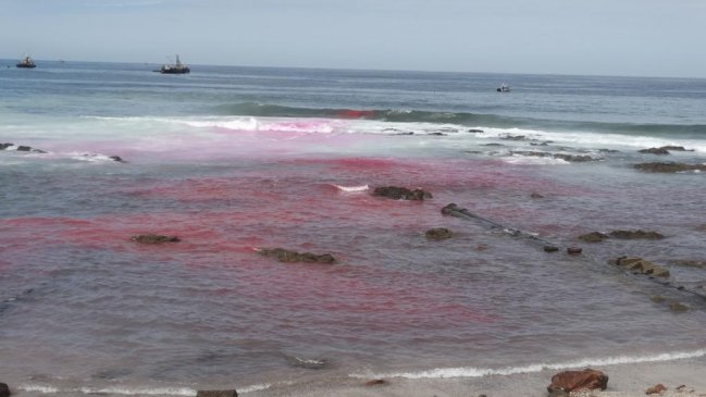 Arica: Formulan cargos en contra de Golden Omega por infracciones medioambientales