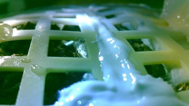 Murió la primera planta que brotó en la cara oculta de la Luna