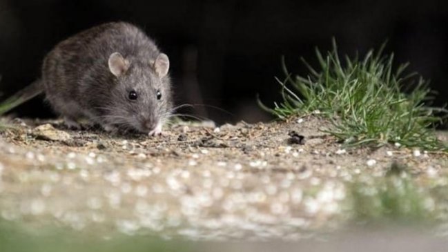 Falleció primera víctima de virus hanta en el Maule