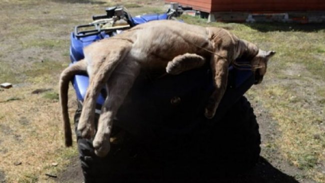 Investigan caza de puma en parque nacional de Magallanes