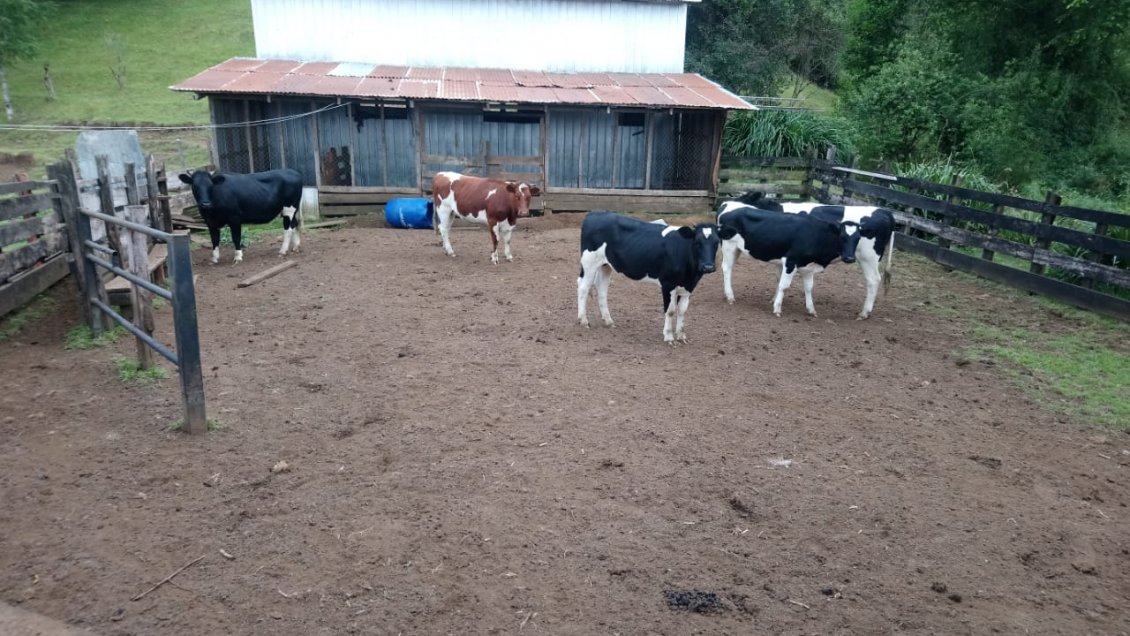 Detienen a sujetos acusados de robar vacunos para venderlos