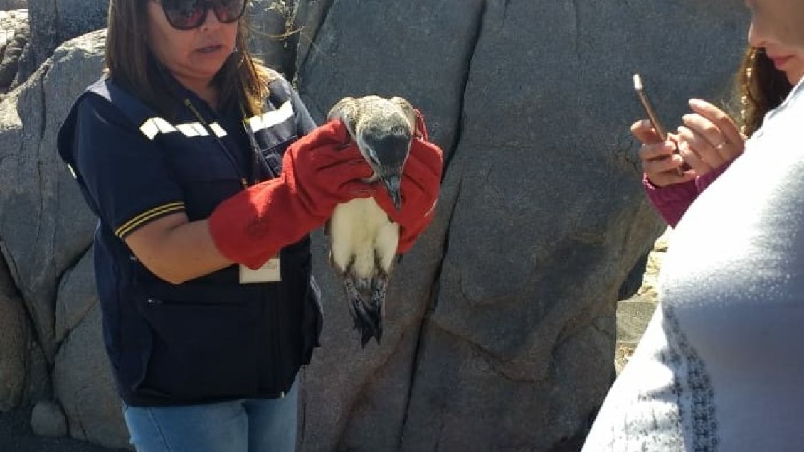 Pingüino herido rescatado en el Maule será trasladado a Buin Zoo