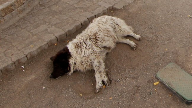 Tribunal declaró admisible querella por muerte de perros en Temuco