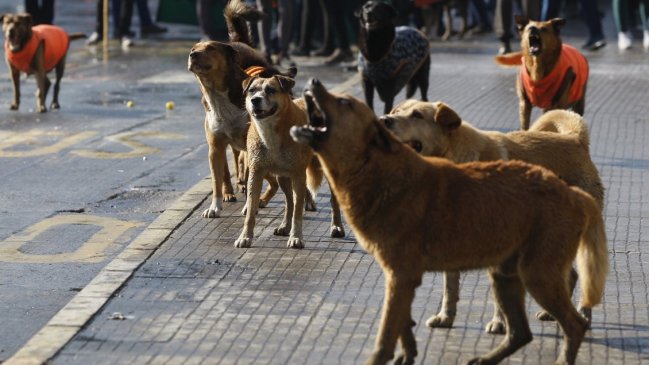 Número de personas mordidas por perros en Santiago aumentó en un 23 por ciento
