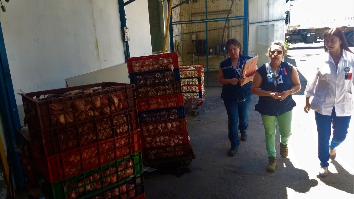 Decomisan una tonelada de carne descompuesta desde fábrica en Chillán