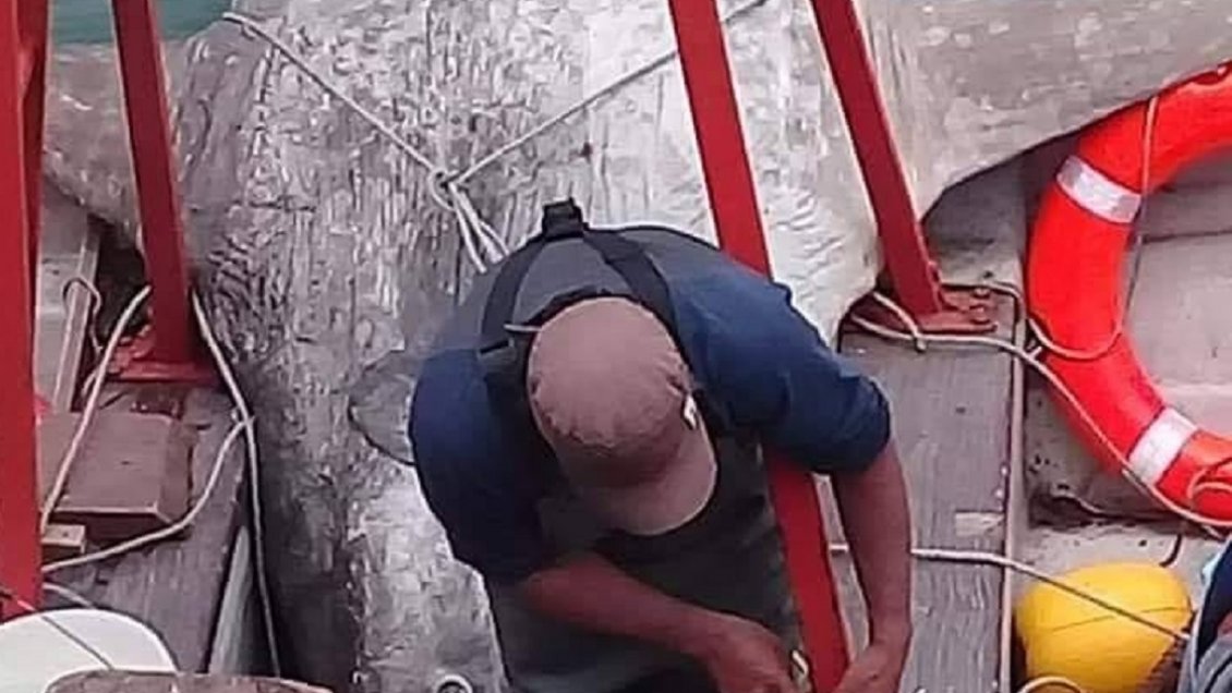 Multarán a embarcación que capturó un pez luna en Huasco