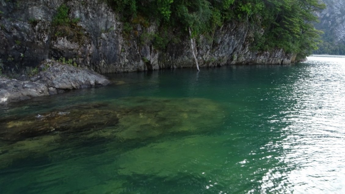 Detectan peligrosa alga 