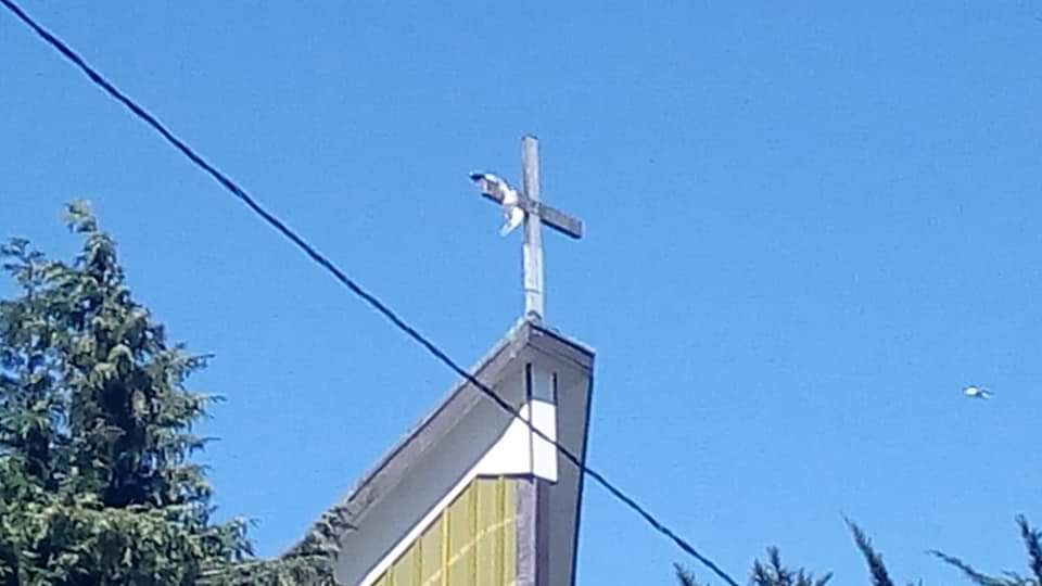 Bomberos rescató a gaviota que quedó atrapada en la cruz de la Catedral de Ancud