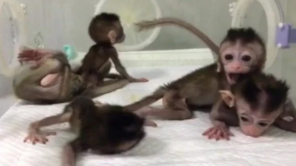 China logró clonar cinco monos a partir de uno modificado genéticamente