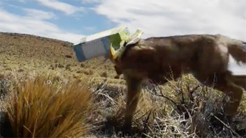 Chileno rescató a zorro atrapado en basura en la Patagonia argentina