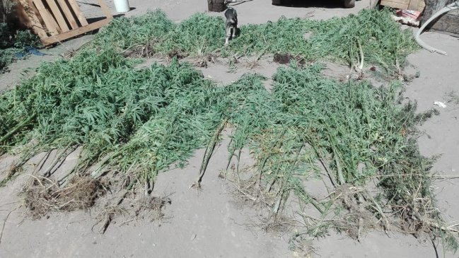 Incautan más de 100 plantas de marihuana desde la ribera del río Cachapoal
