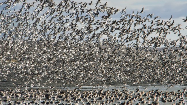 Punta Arenas: Humedal Bahía Lomas fue declarado Santuario de la Naturaleza