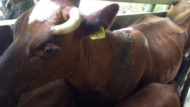 Fiscalía investiga estado de animales de familias desalojadas en Punilla