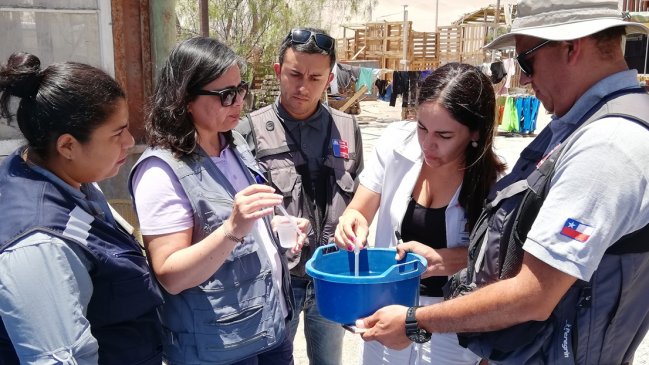 Arica: Encuentran ejemplares del mosquito aedes aegypti en el valle de Lluta