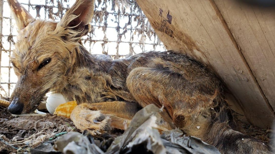 Liberan a zorro que estuvo punto de morir ahogado en estanque de aguas servidas