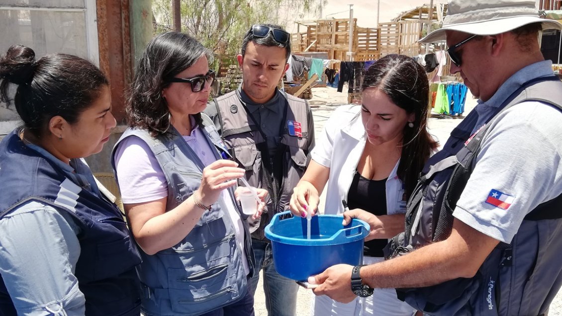 Arica: Encuentran ejemplares del mosquito aedes aegypti en el valle de Lluta