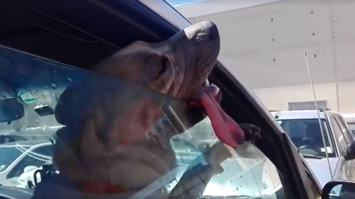 Denuncian que perro quedó encerrado en un auto a 37 grados en Rancagua