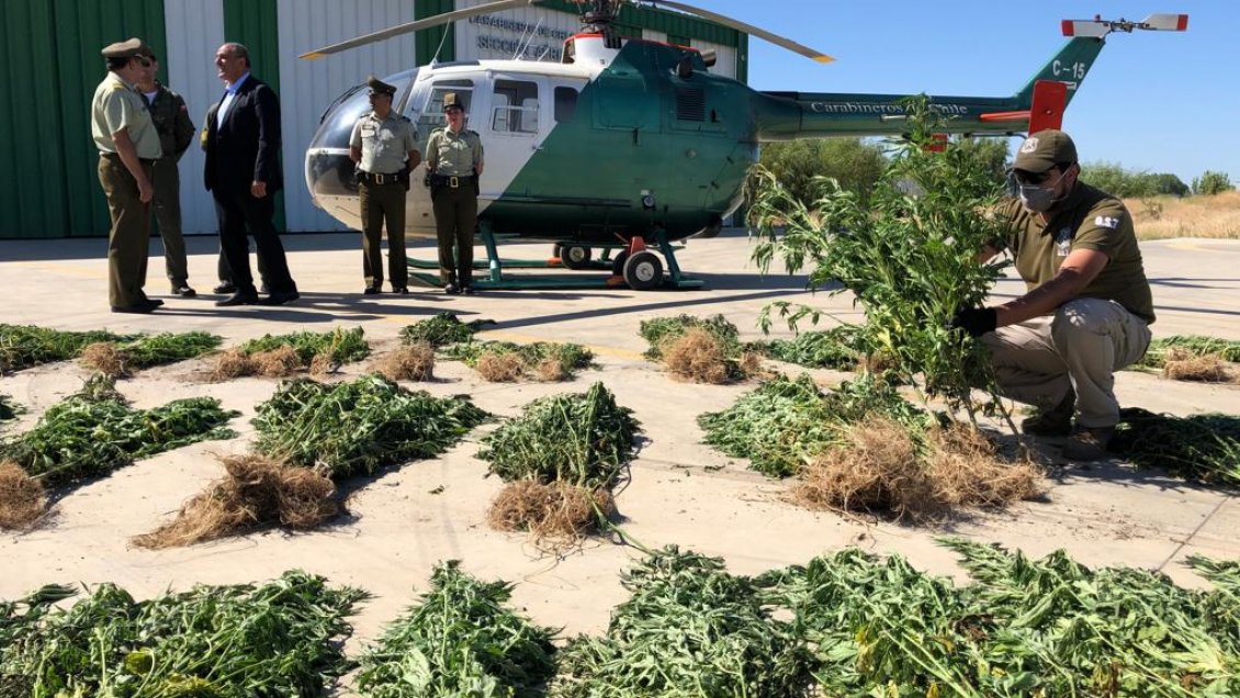 Carabineros decomisó más de 1.200 matas de marihuana en Teno