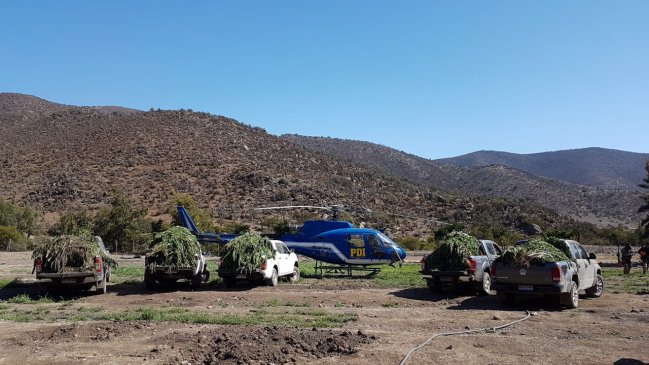 PDI incautó más de 12 mil plantas de cannabis en Los Vilos