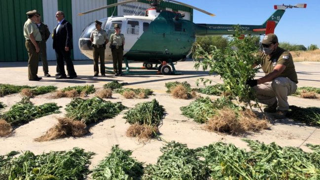 Carabineros decomisó más de 1.200 matas de marihuana en Teno