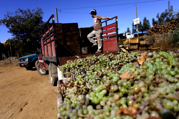 Viñateros acusan presiones para deponer protesta en Chillán