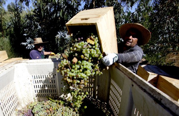 Viñateros de Quillón denuncian falta de recursos y 