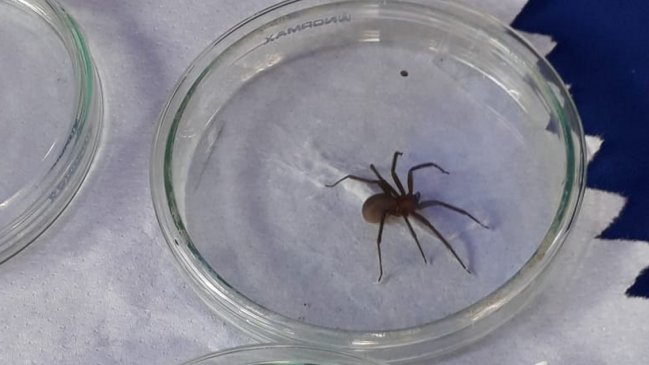 Autoridades llamaron a prevenir picadura de la araña de rincón