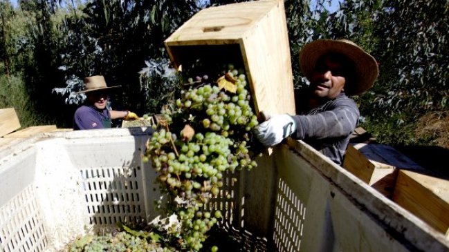 Viñateros de Quillón denuncian falta de recursos y 