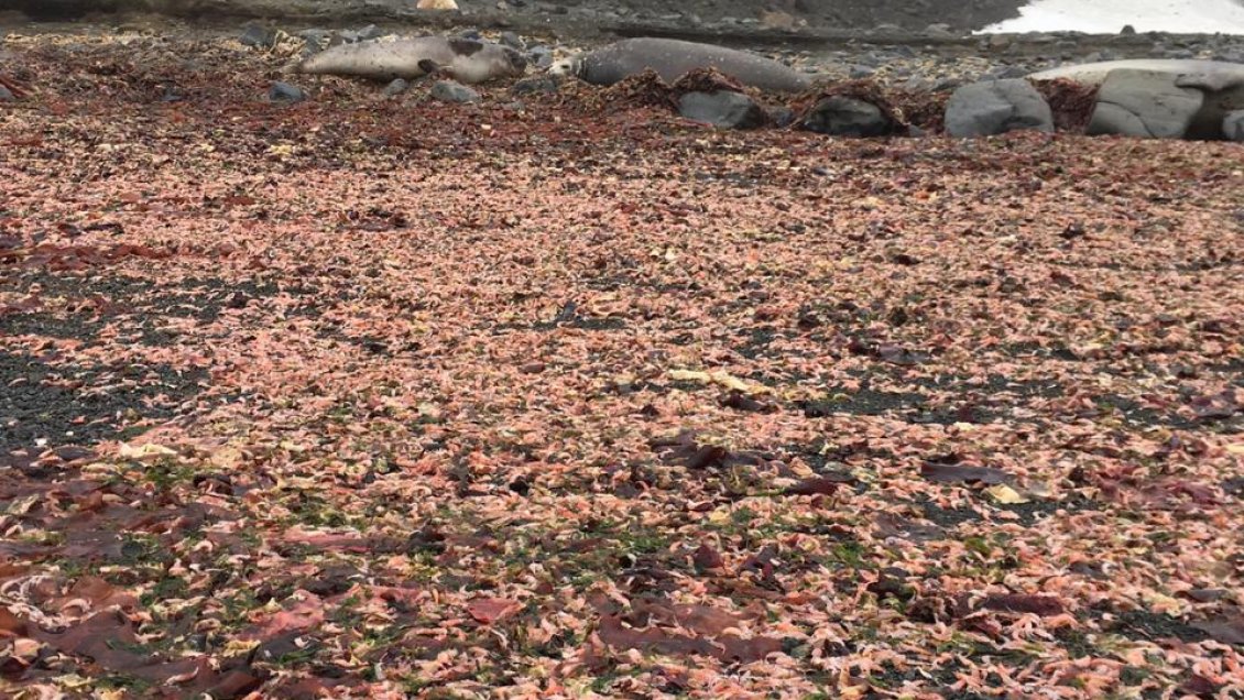 Científicos registran masiva varazón de krill en la Antártica