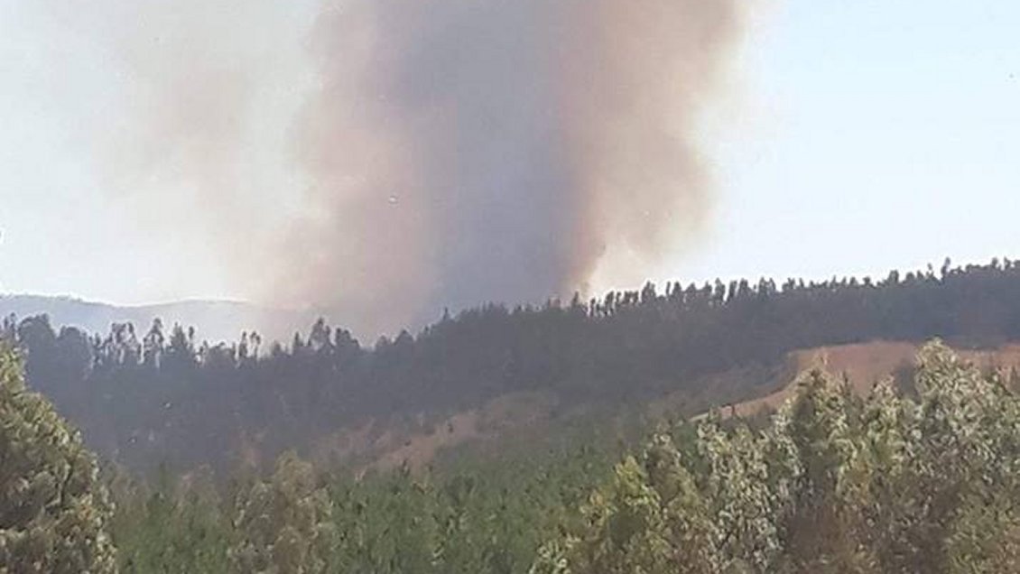 Onemi decretó alerta amarilla por incendio forestal en Pichilemu