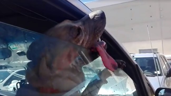 Fiscalía inició investigación de oficio tras caso de perro encerrado en un auto en Rancagua