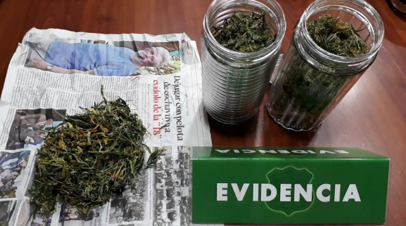 Padre e hijo fueron detenidos por cultivar marihuana en Punta Arenas