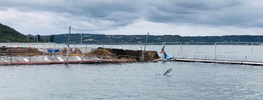 Entregaron cifras de peces escapados en empresa Ventisqueros de Chiloé