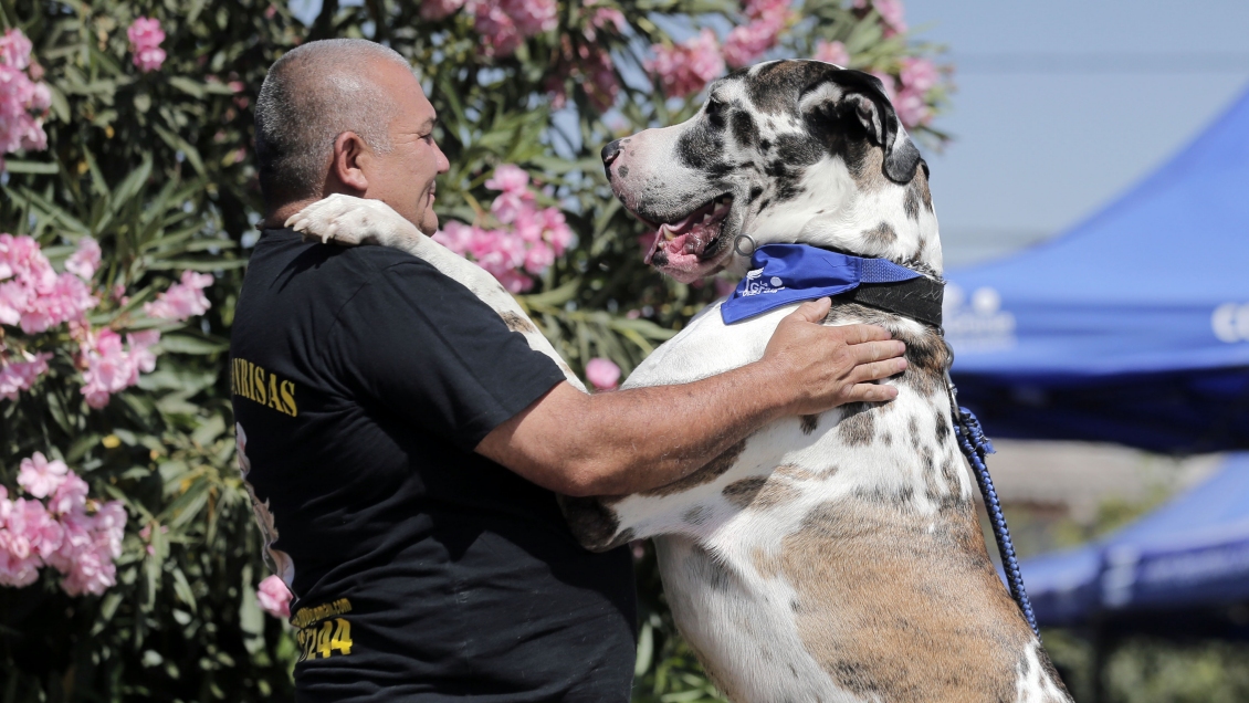 El perro más grande de Chile fue homenajeado en La Granja