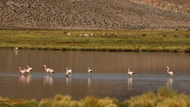 Tarapacá: Monitorean humedales del Parque Nacional Volcán Isluga