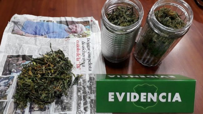 Padre e hijo fueron detenidos por cultivar marihuana en Punta Arenas