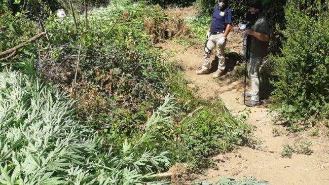 Incautan cerca de 200 plantas de marihuana en Santa Cruz