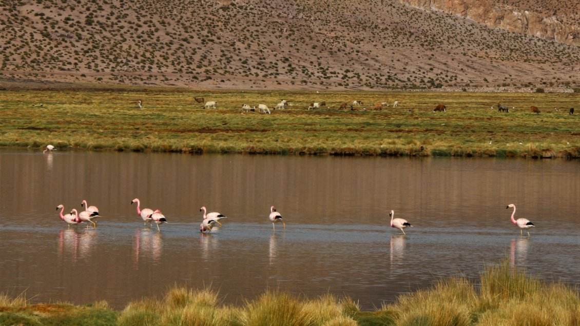 Tarapacá: Monitorean humedales del Parque Nacional Volcán Isluga