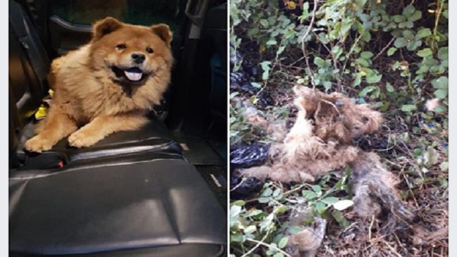 Talcahuano: Perro chow chow fue secuestrado, mutilado y abandonado muerto en un sitio eriazo