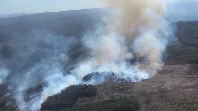 Incendios forestales: 372 hectáreas quemadas en Los Ríos