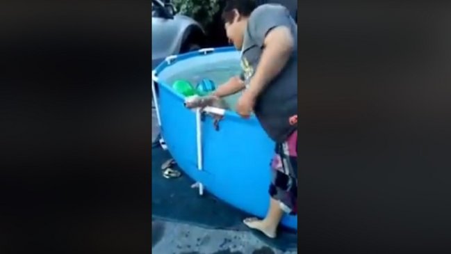 Sujeto maltrató a perro en una piscina y provocó indignación